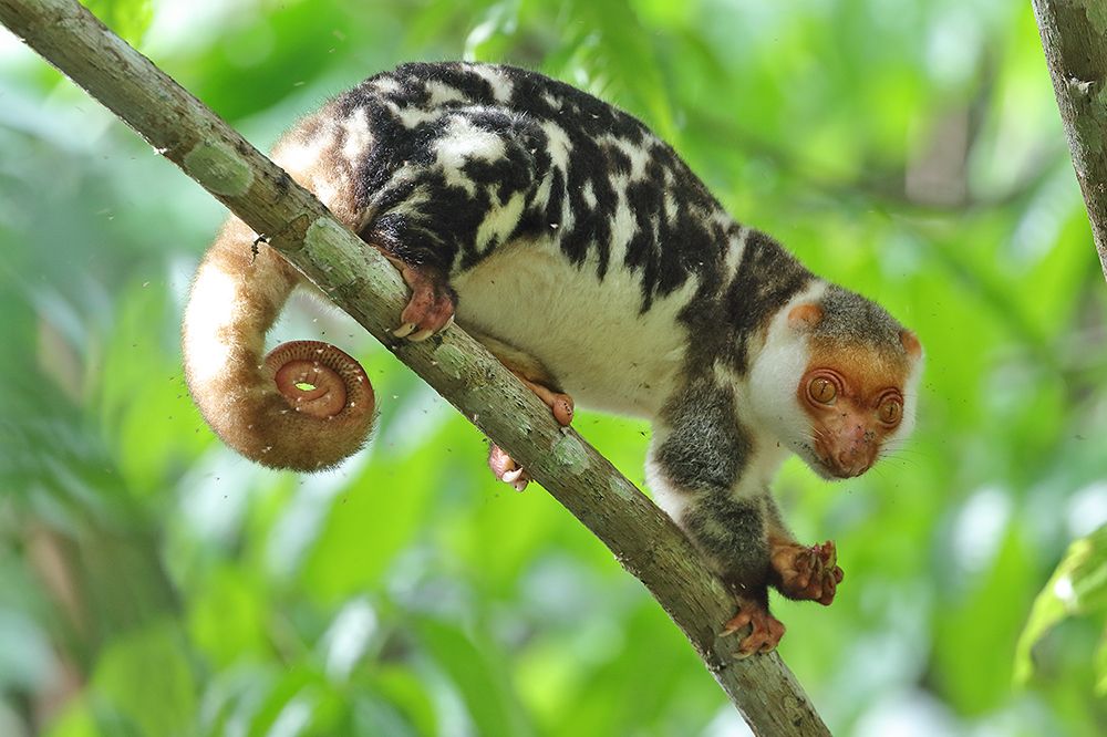 Here is another example where First Nation Ecology perhaps could inform us so much more - but that has been missing from the narrative in the cuscus& #39; story. But efforts are being made to right that wrong. And hopefully these crazy marsuipals will be around for many more years.