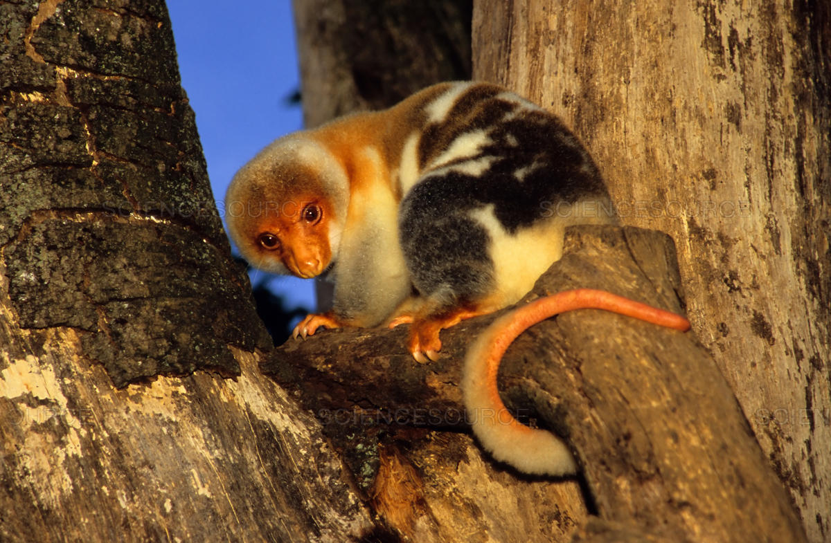 Also they have the CRAZIEST tails!! They are prehensile (meaning they can grab stuff - and lack fur but have papillae type bumps - THE SAME AS ON YOUR TONGUE. And look - i'm not saying they can taste with their tail - but how do we know they CAN'T?!?! (they probably cant').