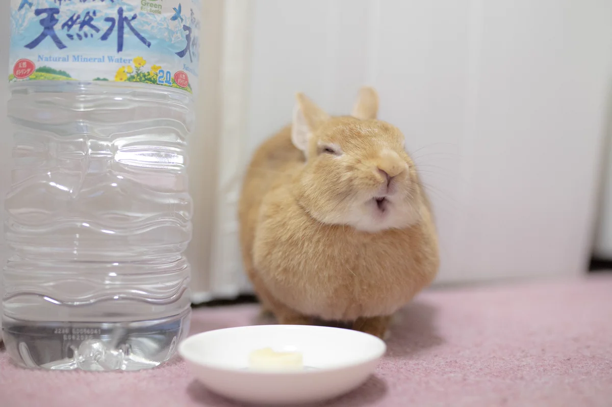 満足そうなお顔のウサギさん。バナナを食べると日本一幸せになるようです！ｗｗ