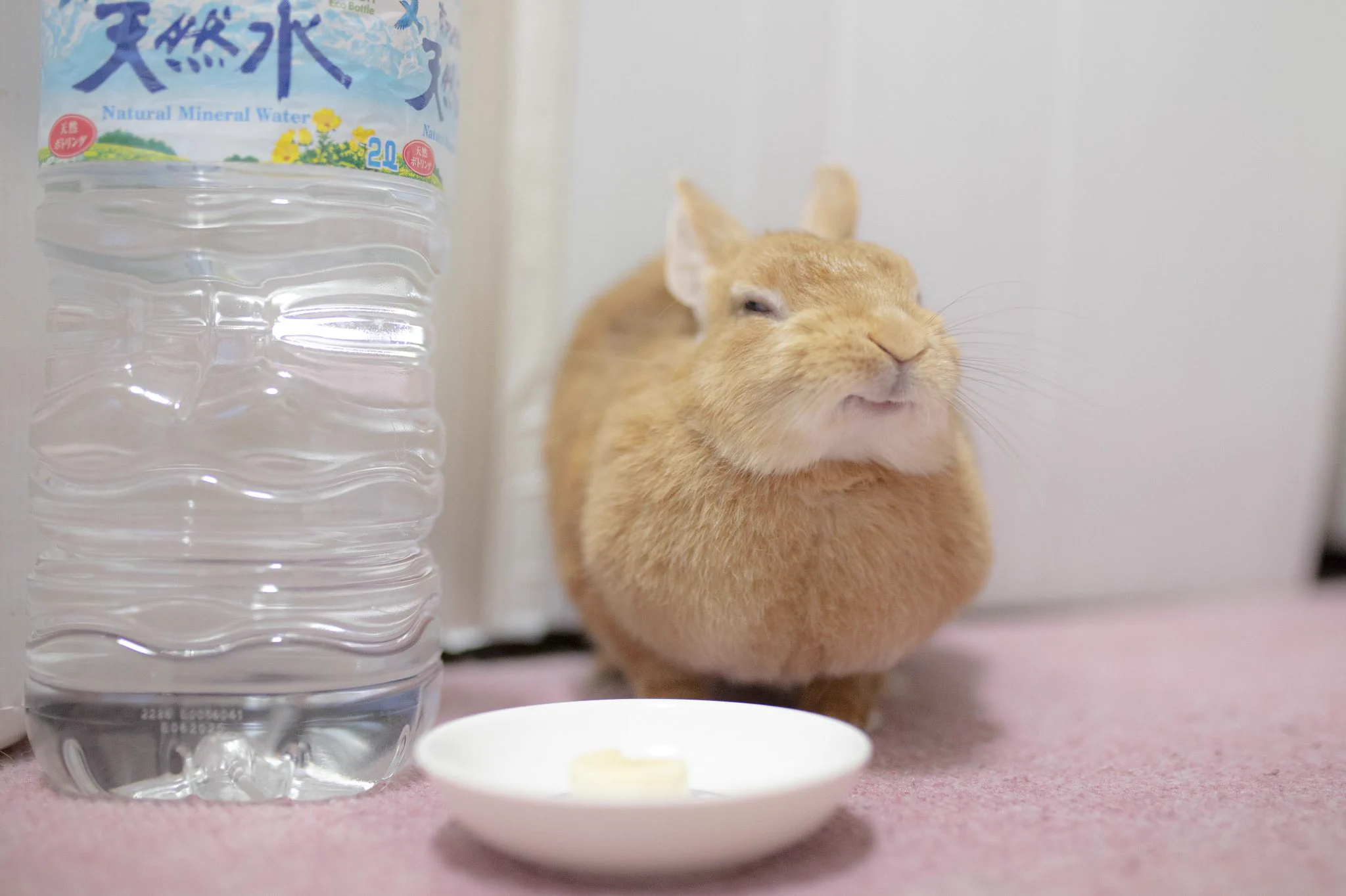 満足そうなお顔のウサギさん。バナナを食べると日本一幸せになるようです！ｗｗ