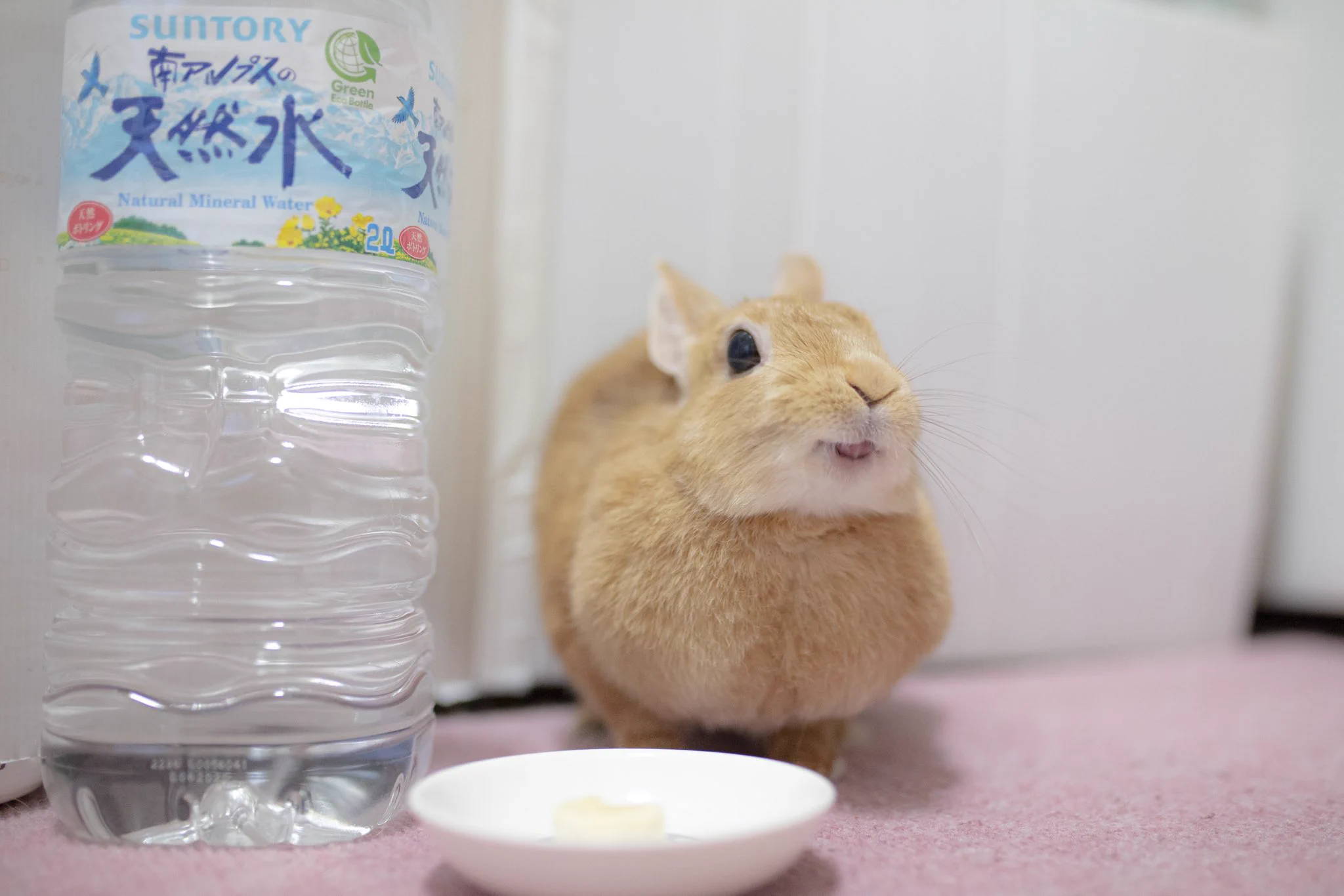 満足そうなお顔のウサギさん。バナナを食べると日本一幸せになるようです！ｗｗ