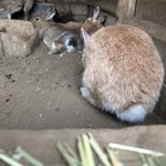 ツイートに含まれる画像