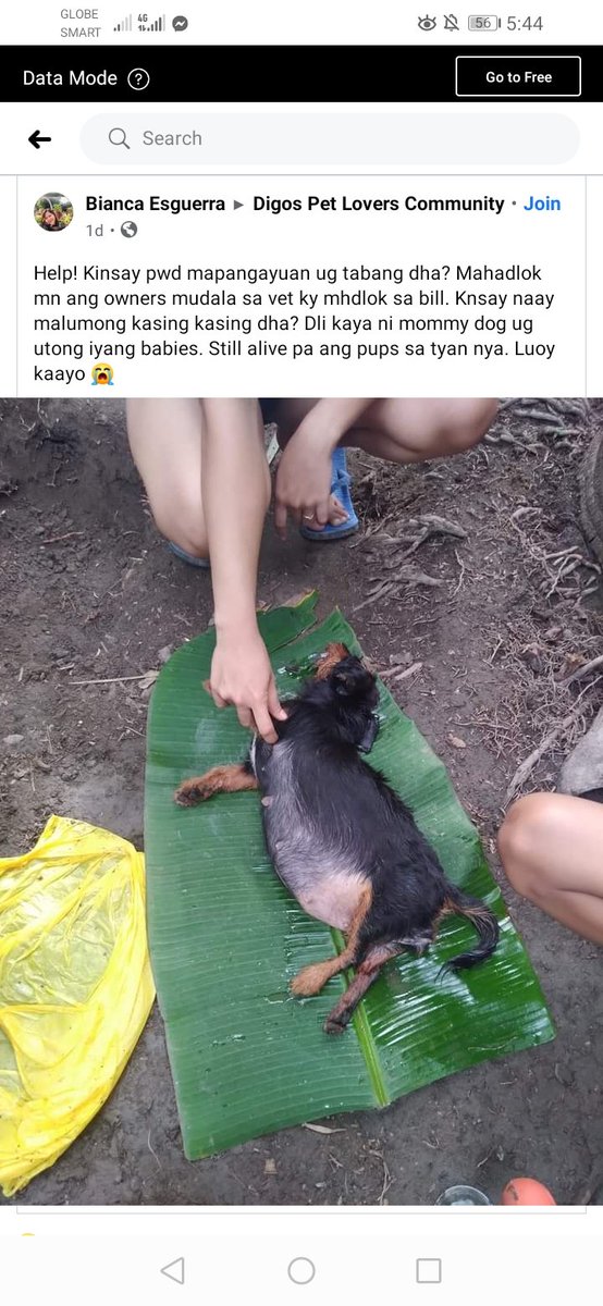 I cant translate this into tagalapg or english y'all, but this was the situation of mama Dog before nadala sa vet. Please, mama dog and her pups need help! 10k ang bill sa Vet, pero pumayag si Doc Tan na utangin muna.GCASH- Perla May Tabanao09270590427