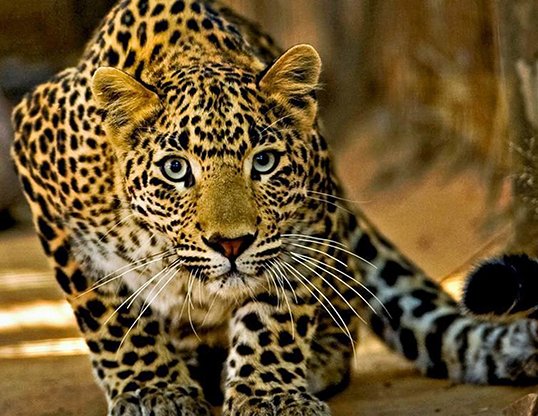 Traditionally the colours of the leopard (the animal  not the supporter ) are cream-yellow with black spots.