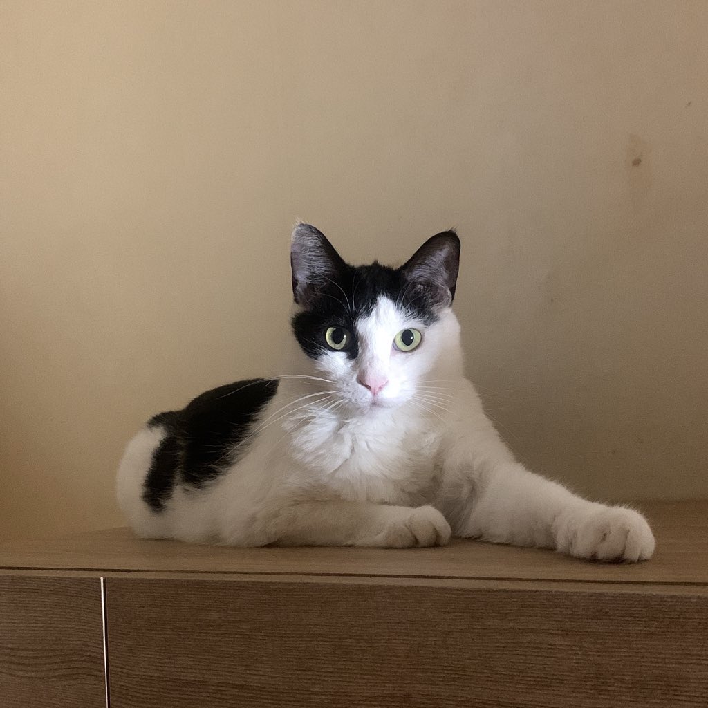 둘째는 카페 생활중 캣티워에서 떨어져서 보라색 깁스하고 있던 미카..였을거구 16년 5월에 만나 지금은 달이라고 부릅니다. 우리집 최고미녀 떼쟁이 꼬맹이 용맹고양이. <a href="/yongin_cat/">용인캣맘캣대디협의회</a>