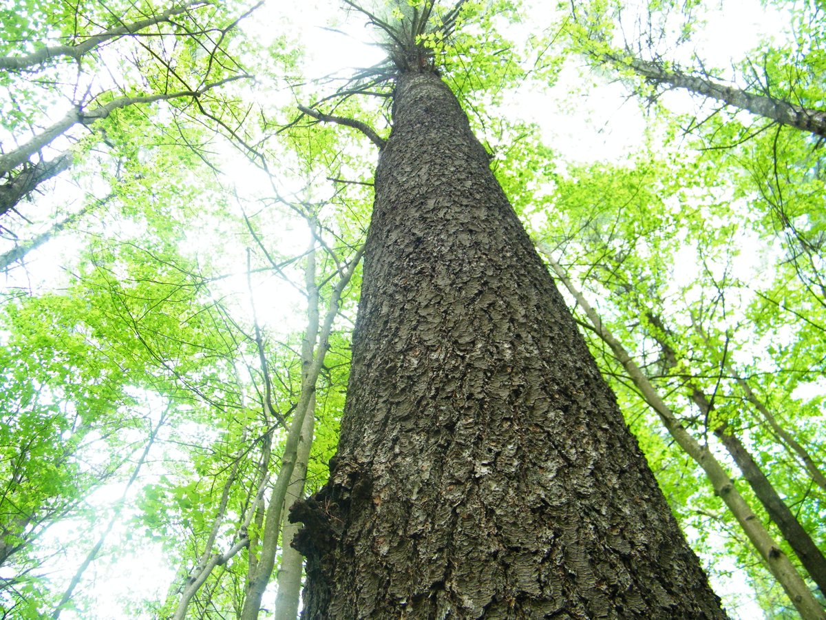 The trees that were harvested this time around was a replantation. It will actually giving a younger generation of mixed hardwood a better chance to regenerate. This area has quite a history. Timber barons in the 1800's saw the forest as a nearly inexhaustible supply of timber.