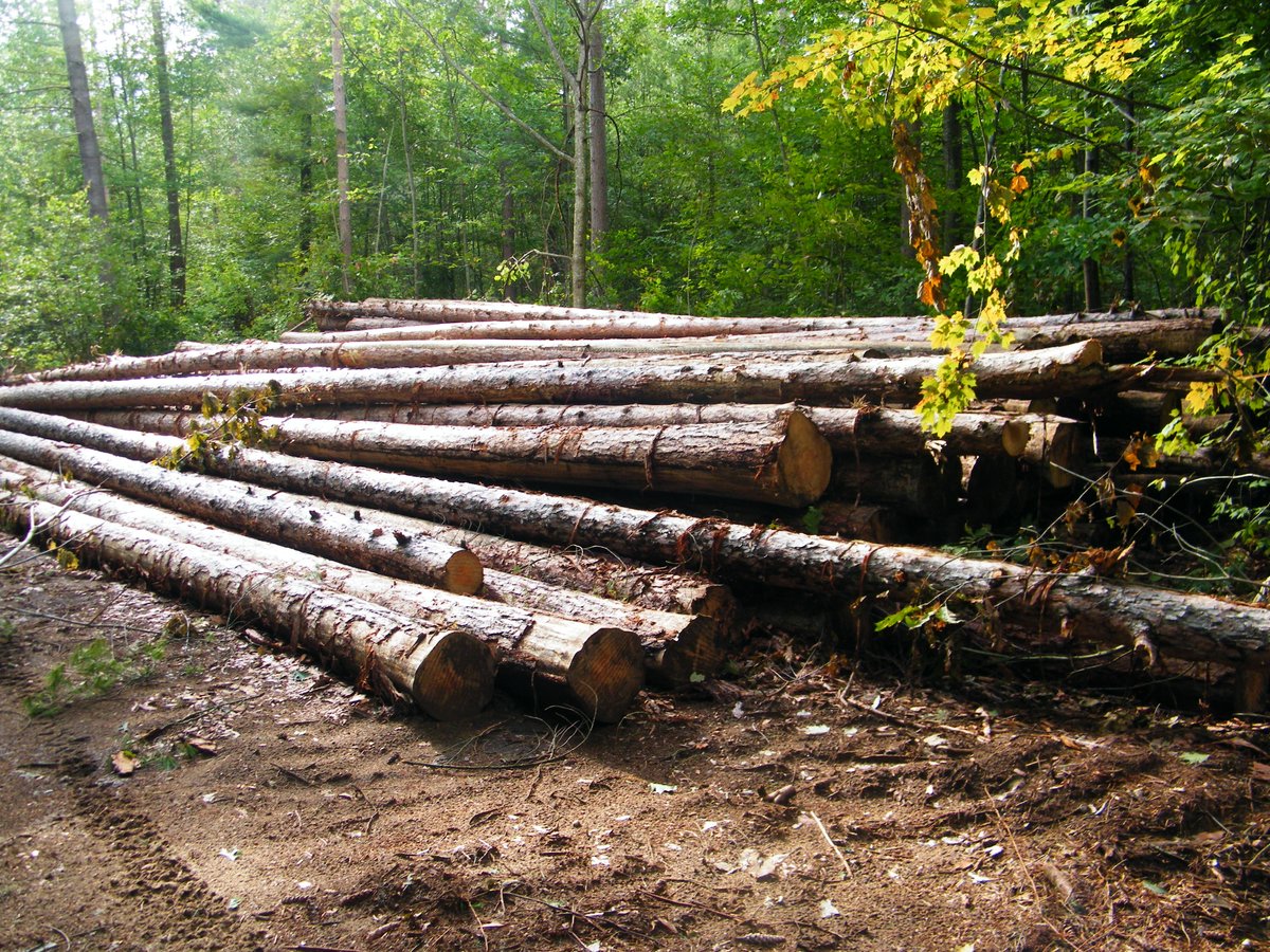 The trees that were harvested this time around was a replantation. It will actually giving a younger generation of mixed hardwood a better chance to regenerate. This area has quite a history. Timber barons in the 1800's saw the forest as a nearly inexhaustible supply of timber.