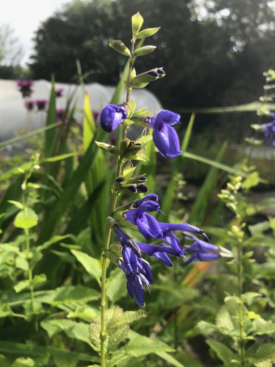 Also looking good: Salvia guaranitica 'Blue Enigma’ is a tall perennial with deep-blue flowers through late summer and autumn. Best in full sun but can tolerate light partial shade. Usually needs some support (like Anna after a few gins😆).

We're open today (Sunday) until 4pm.