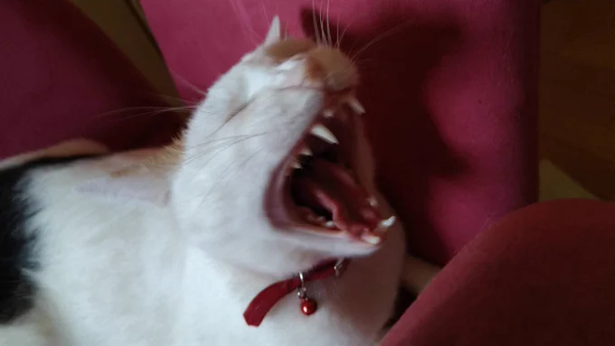 やべぇwwwww先住猫が素で江戸貝くぅんの猫ちゃんコス出来るwwwwwえ?こうなったら鶴見コスもしないとダメ???wwwww? 