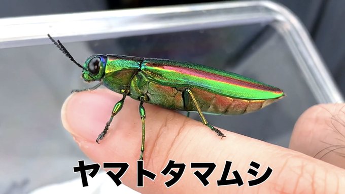 キョンシー蜂丸 昆虫ハウス101号室 さん の人気ツイート 4 Whotwi グラフィカルtwitter分析 キョンシー蜂丸 昆虫ハウス101号室 さん の人気ツイート 4 Whotwi グラフィカルtwitter分析
