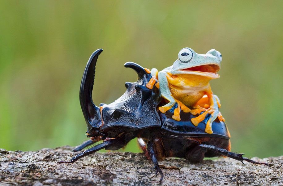 Photograph by Hendy Mp. Frogs usually don't open their mouth unless they are distressed, like when eaten by snakes. It's also very unlikely they would hop on a beetle or other animals. The positions in these pictures are also very unatural and external force has likely been used