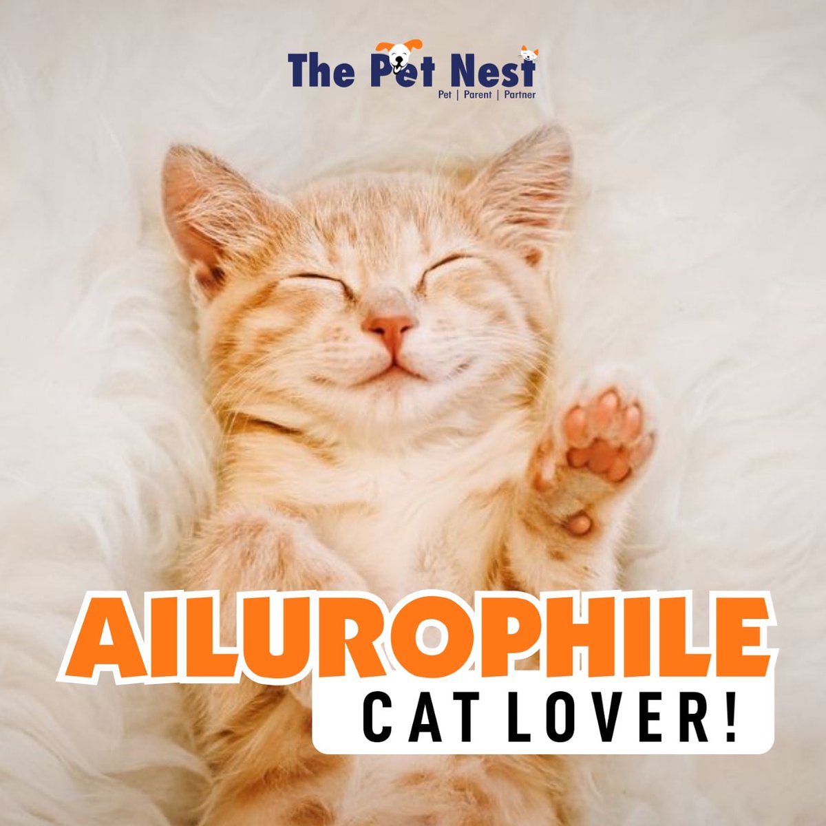 AILUROPHILE❤️🐱
A person who is very fond of cats - A cat Lover🐾😻
.
.
#thepetnest #cats #catfacts #catowner #catlove #catlovers #catlife #cats_of_day #catowners #catlove #catfriends #historyofcats #originofcats #cats_of_the_world #catpedia #catopedia #catknowledge #catfacts