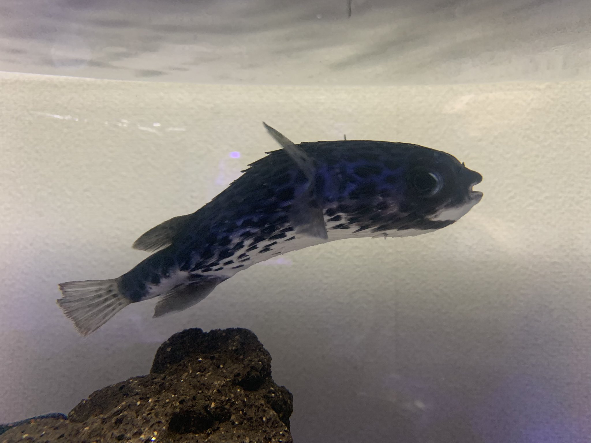 ひぐらしなまず アクアリウム やばい魚を釣ってしまいました ヤセハリセンボンですよねこれ T Co Dxgzs6bqpb Twitter