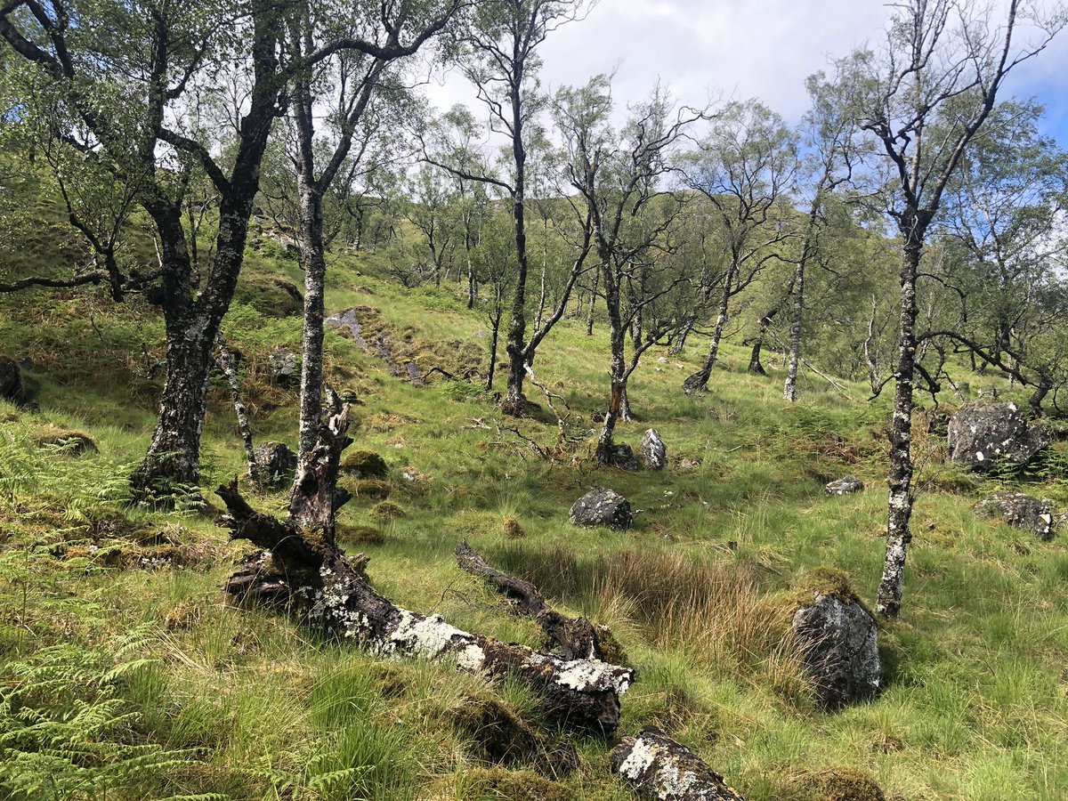 its no exaggeration to say that these irruptions have been catastrophic for the ecosystems where they've taken place - heavy browsing pressure prevents trees from regenerating successfully, so woodlands fall apart over time as dying trees are not replaced