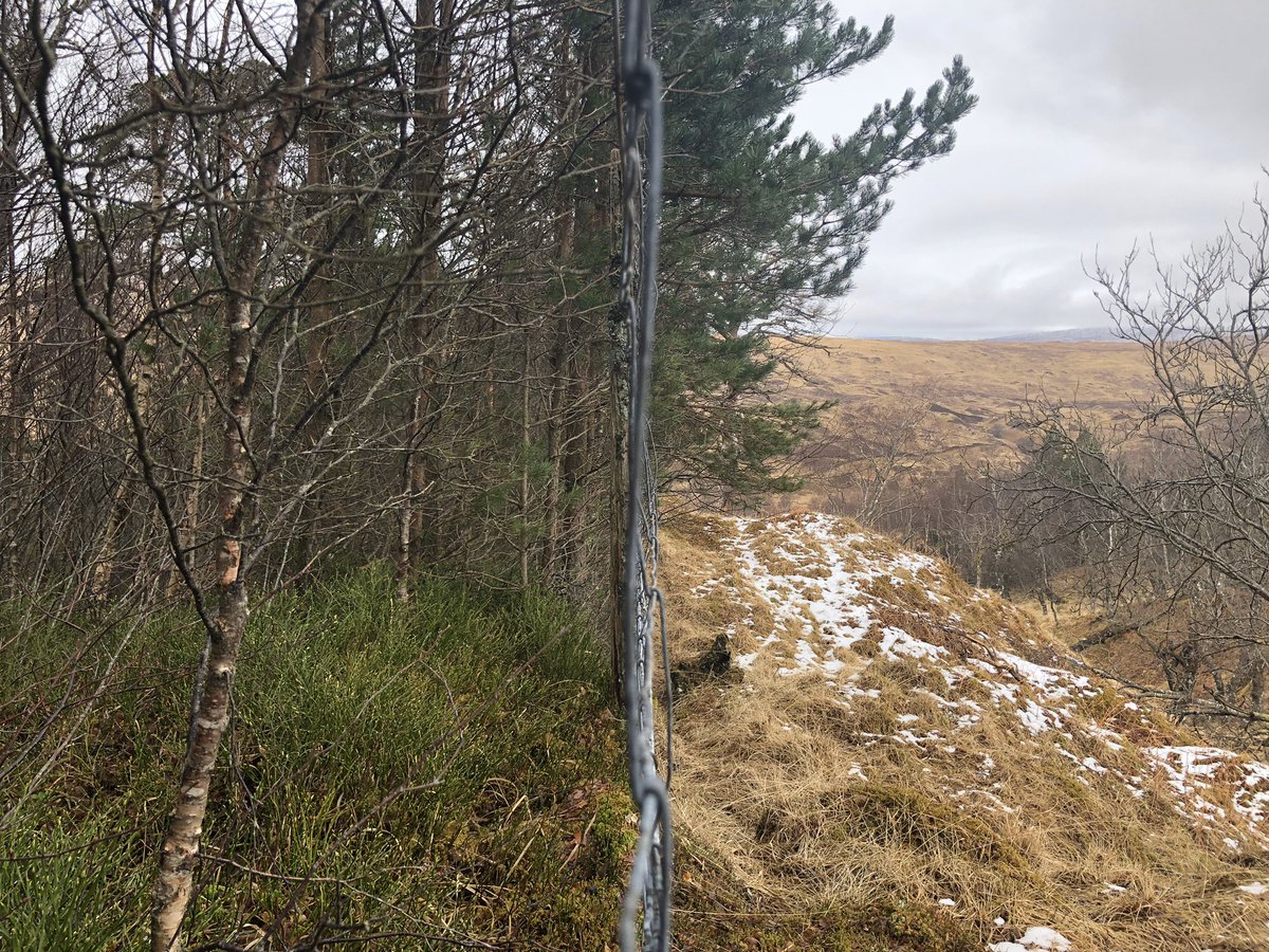 in Scotland, selective browsing and grazing knocks out most wildflowers and berry-producing plants, replacing them with huge expanses of purple moor grass in the west and heather in the east. this deer-resistant vegetation supports only a tiny fraction of the life possible