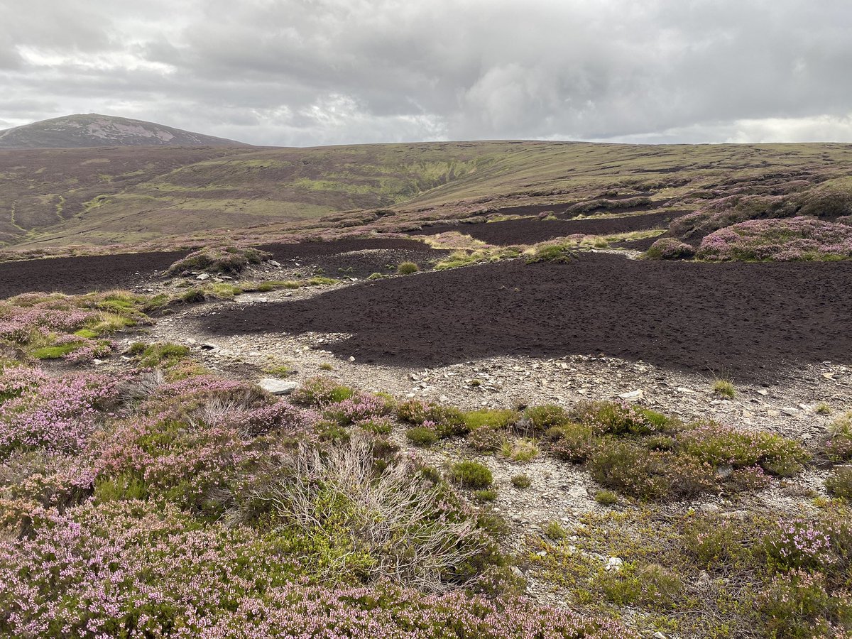 excessive grazing and trampling causes ancient peatlands to break down, polluting freshwater ecosystems and releasing millennia of accumulated carbon