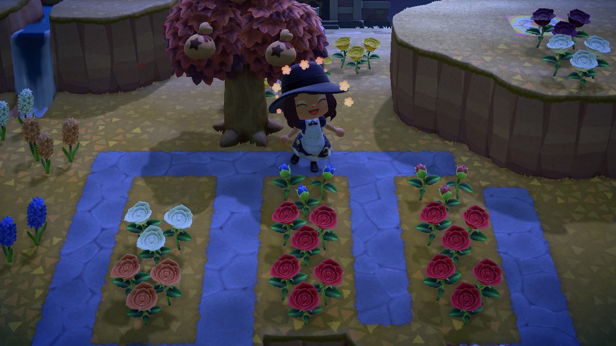 finally got a blue rose!  #AnimalCrossing #ACNH #NintendoSwitch