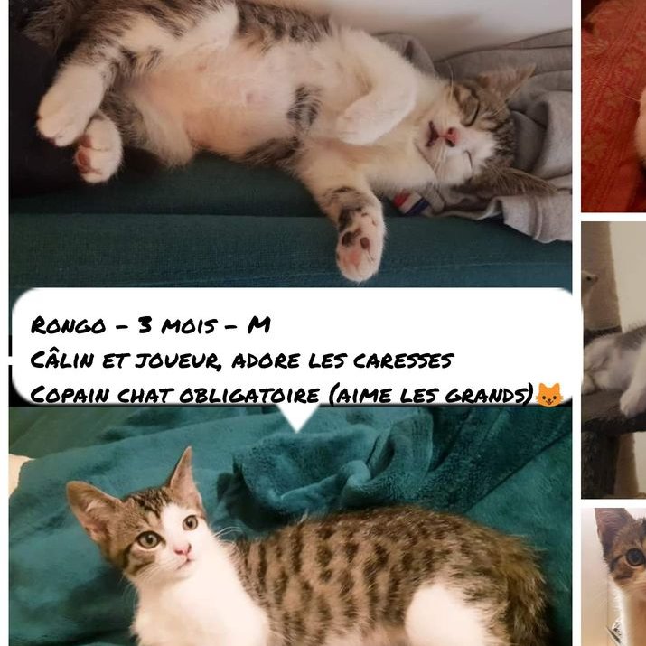 Sauvetage et Chats en Détresse tweet media