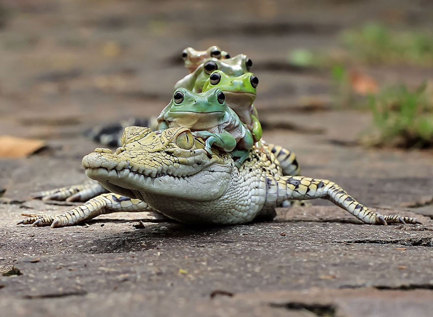 Photograph by Tanto Yensen. Once again, frogs or other animals don't interact often, much less like this. These animals have likely been frozen or are dead, and been glued together to makes these pictures possible.