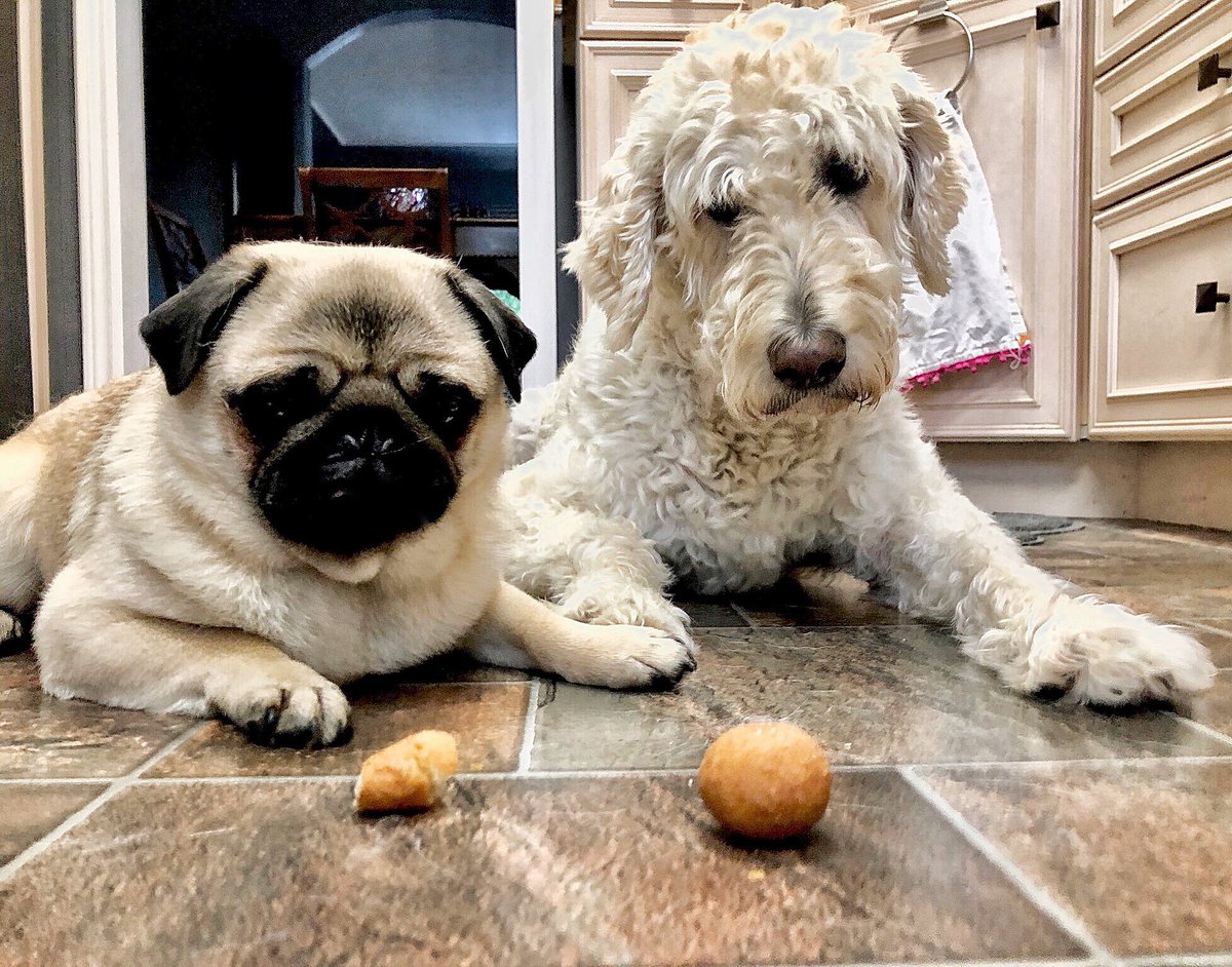 IgorPugDog's tweet image. Mom! .... how come Riley gets a WHOLE #Timbit 

#pug #labradoodle #SundayMorning #breakfast @TimHortons