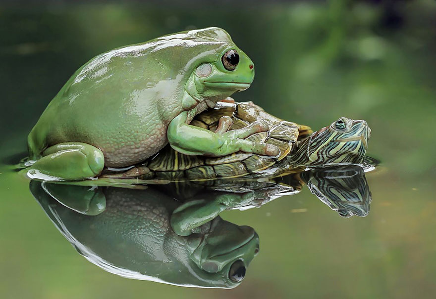 Photograph by Tanto Yensen. Once again, frogs or other animals don't interact often, much less like this. These animals have likely been frozen or are dead, and been glued together to makes these pictures possible.