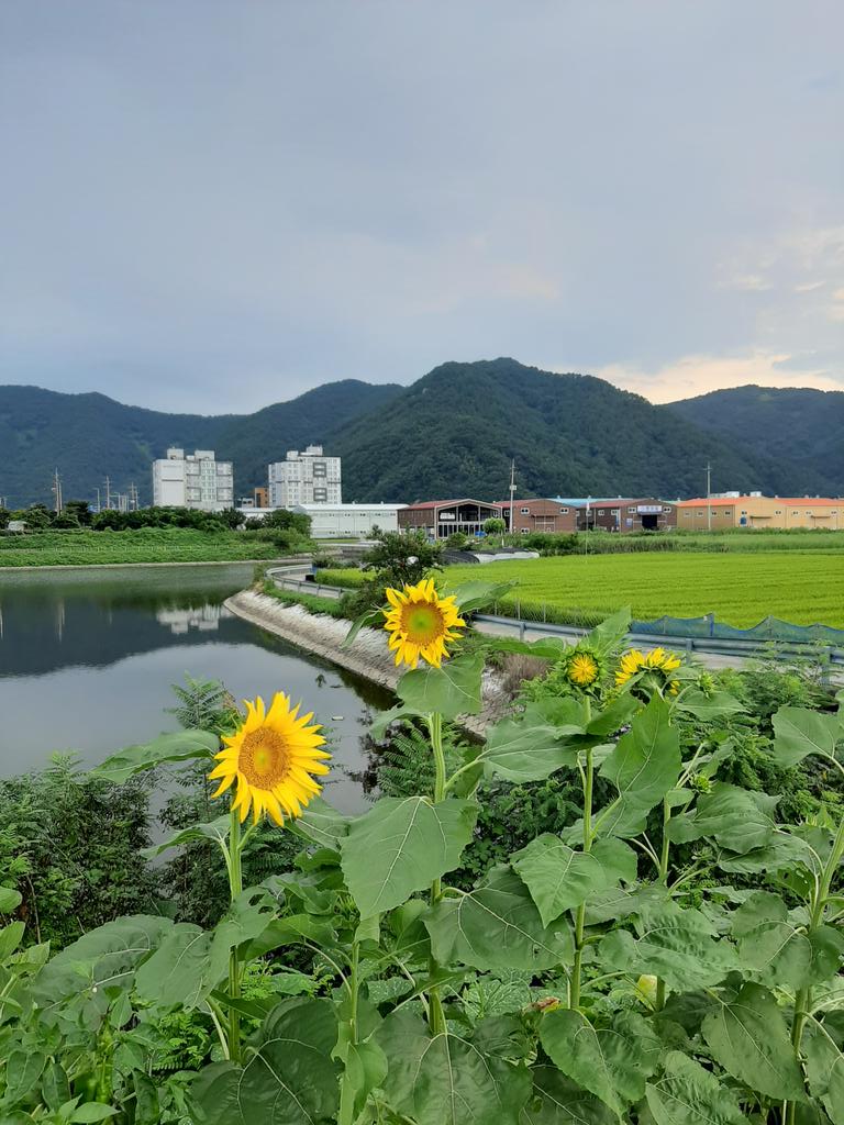 Sunday,
Sunflower
