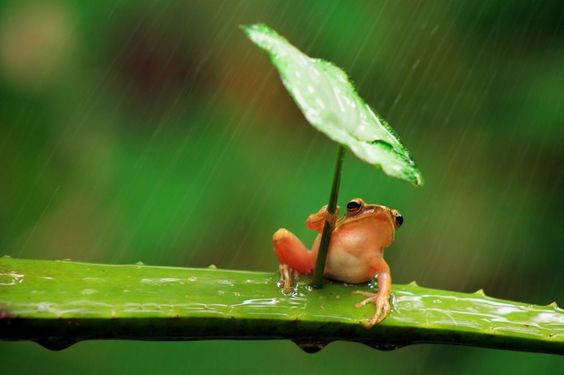 Photograph by Penkdix Palme. Frogs LOVE water, they need it to stay naturally moisted, meaning it's very unlikely they would use a leaf umbrella. Not only that but the red bruses on the legs is a sign of potential ingury and Palme claims the frog stayed in that position for 30min