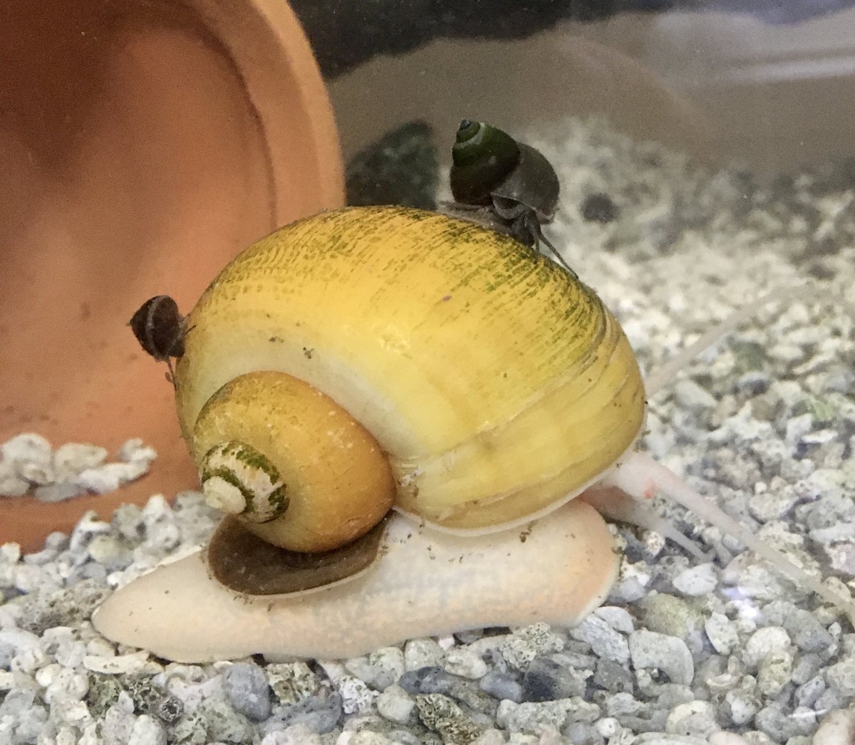 人潟るけ 深海系vtuber 殻に苔生えてきてるからたまに仔タニシがくっついた状態で動いてる るけ氏タニシ飼育日記