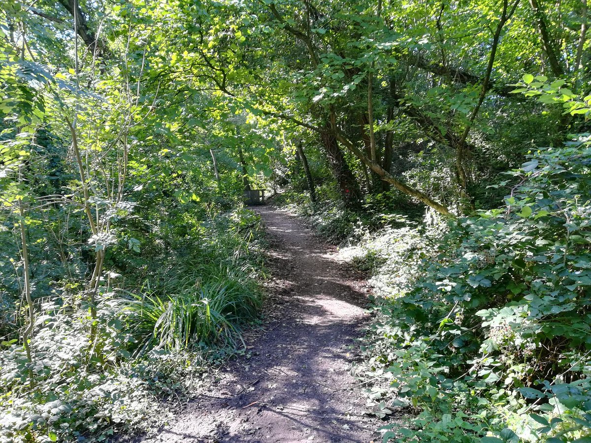 Roz4luv's tweet photo. Lovely morning! Walked along the old railway line #deviationline. Five minutes by car, but 1st time I've done it. Such a boost being in nature, hearing the birds sing - I even saw a squirrel. Took 35 mins. After that, I went into my local Co-Op!😮😷Who is this brave new Rosie?🤔 https://t.co/4131mHNmKw