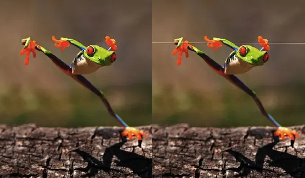 Photograph by Shikhei Goh. Frogs can't give middle fingers, their muscle don't allow it, and like you have seen on the pictures, they are staged. Also these frogs were not in their natural habitat when these pictures were taken