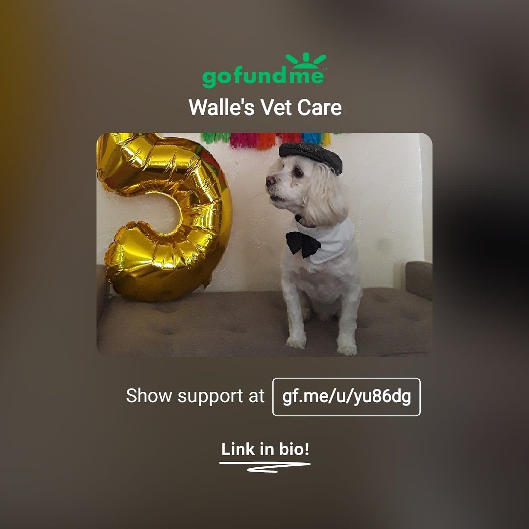 SweetBreadOF's tweet image. So this little dog decided to scarf down an entire chicken skewer (stick and all) he stole off the dining table... please help donate, he means the world to our family 🥺❤

gf.me/u/yu86dg