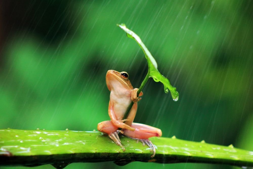 Photograph by Penkdix Palme. Frogs LOVE water, they need it to stay naturally moisted, meaning it's very unlikely they would use a leaf umbrella. Not only that but the red bruses on the legs is a sign of potential ingury and Palme claims the frog stayed in that position for 30min