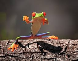 Photograph by Shikhei Goh. Frogs can't give middle fingers, their muscle don't allow it, and like you have seen on the pictures, they are staged. Also these frogs were not in their natural habitat when these pictures were taken