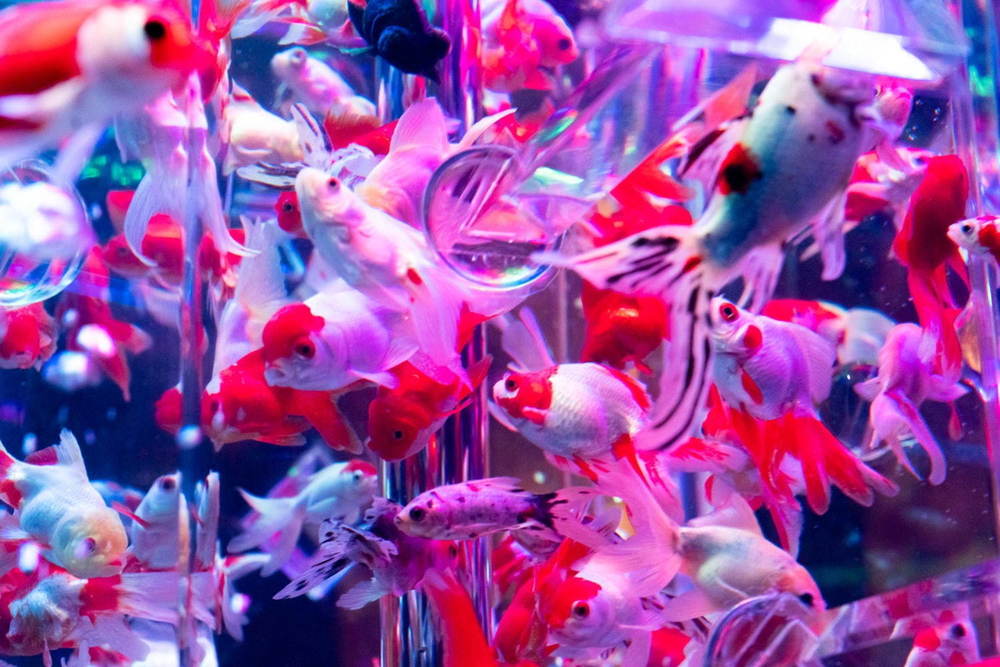 アートアクアリウム美術館 Art Aquarium Museum Artaquarium Twitter