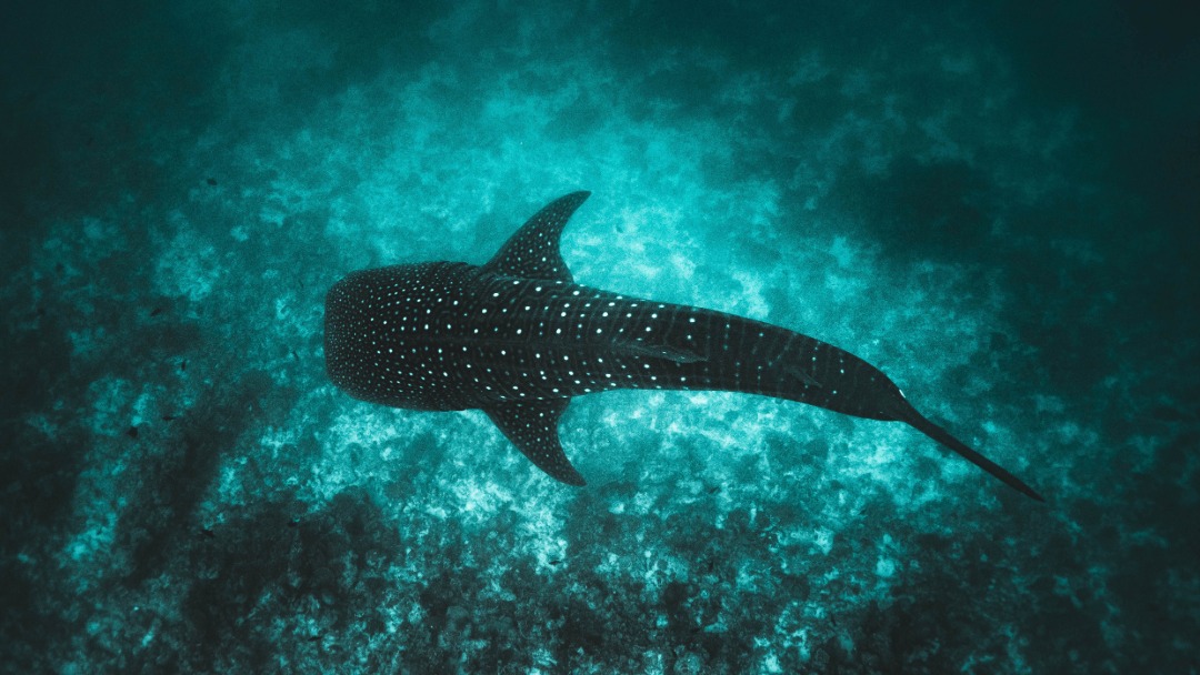 Whale shark underwater ocean sea wallpaper  4595x3076  418142   WallpaperUP