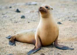 This is now a sea lion facts account let’s learn all about sea lions together with ethically sourced licenses for reuse google images.  https://twitter.com/Donald_Flamenco/status/1299922074715131904
