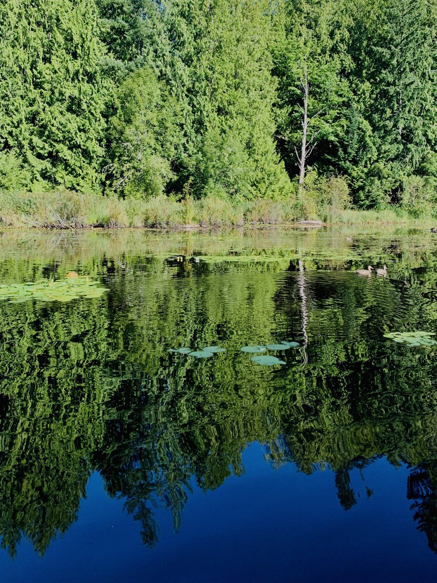pretty morning sup riding little beaver lake