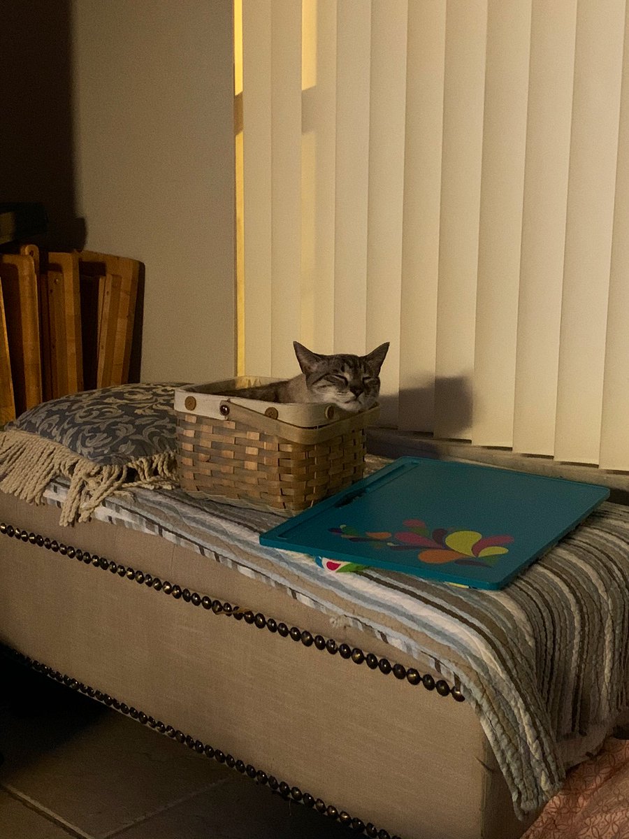 Feline Foursome 😻😹🙀😽 tweet media