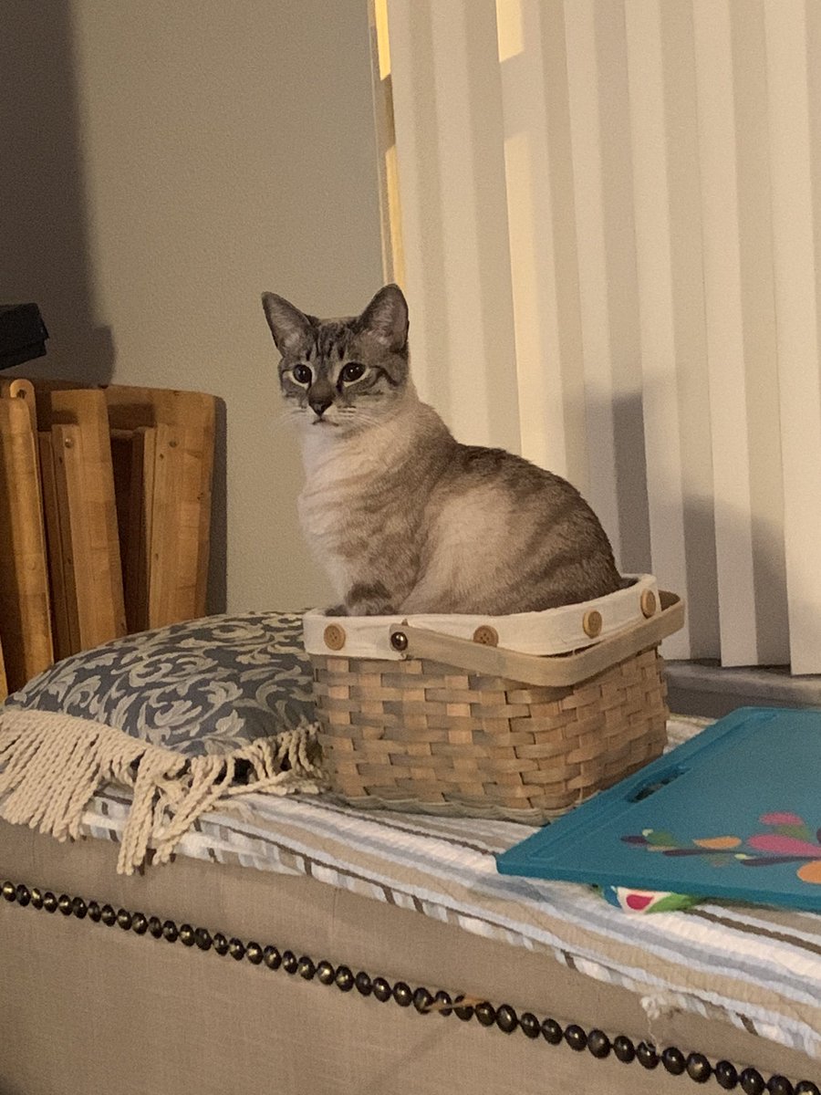 Feline Foursome 😻😹🙀😽 tweet media