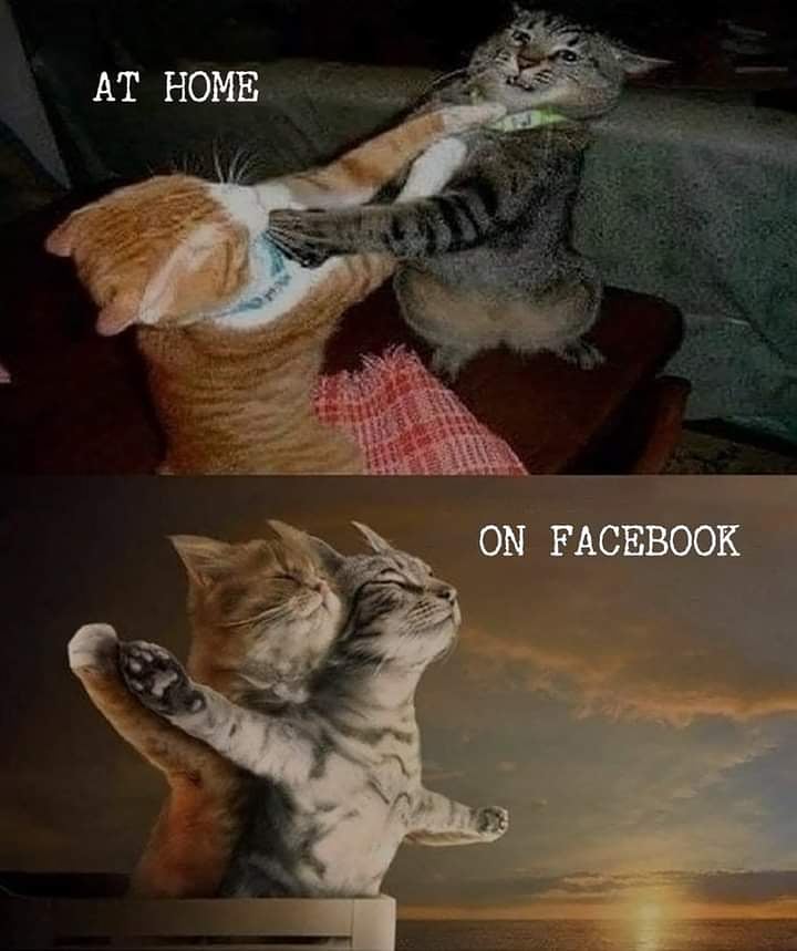 Homervillehound's tweet photo. Feline humor 😂🐱

#Homervillehound #Lovelife #Zen #peaceful #Hollywood #OlgaRoderick #OneWithSpirit #Ohio #BeHealthy #cannabis #medicalmarijuana #marijuana #health #hemp #justsaying  #vegan #food #NaturesBeauty #fantastic #magic #heart #family #friend #spiritual #FelineHumor https://t.co/tZbsqLMXu5