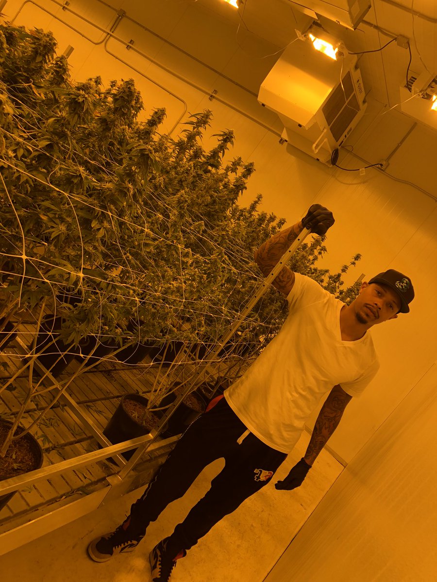 TeejSmoothDude's tweet image. It’s been 1 year since I learned how to grow Cannabis. I’ve been able to turn this 1 year of experience into a full fledged business! Smoke one for me today!