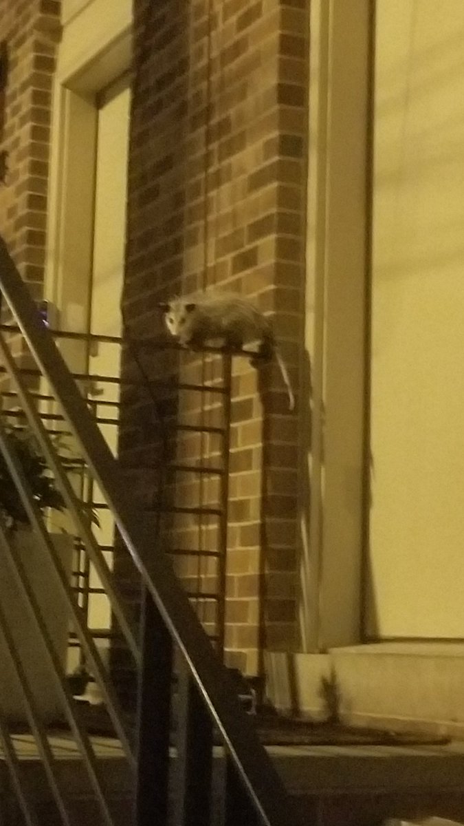 TitanSteelXXX's tweet photo. @joveyjove Ran into a cutie on my night dog walk. https://t.co/FeMcb8ky15