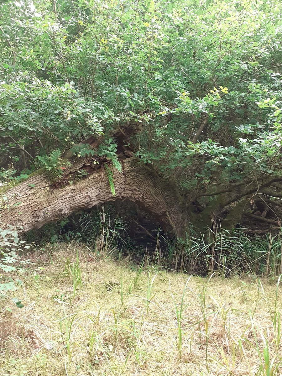 gypsylee661's tweet photo. Went to the area of out standing beauty Minsmere today. Asked a worker what @sizewellc @edfenergy will do to minsmere. He replied 'devastate it' which devastated me.
#notosizewellC
#nomorenuclear
#sizewellnukiller
#ecologicalemergency
#minsmere
#climateemergency https://t.co/mjKk2w7Yoy