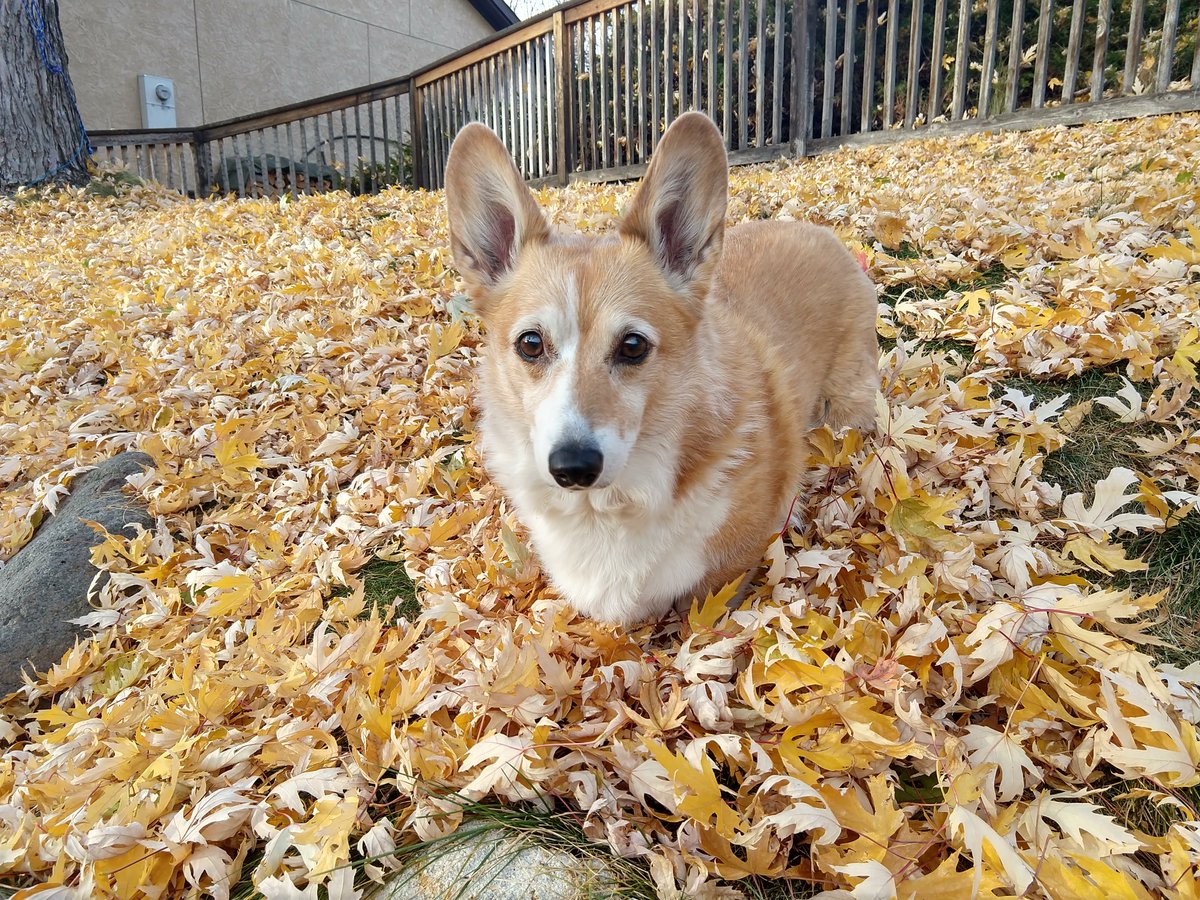 danbixby's tweet photo. @PAVGOD Oh my god. Worth it. Best pup in the history of pups. We lost Bella at 14 in February, right before the world went to sh*t, to cancer she'd been fighting for almost 5 years. Loving, caring, and perfect right up to the end. #GoBellaGo #CancerSucks https://t.co/4jgdMMBGDj
