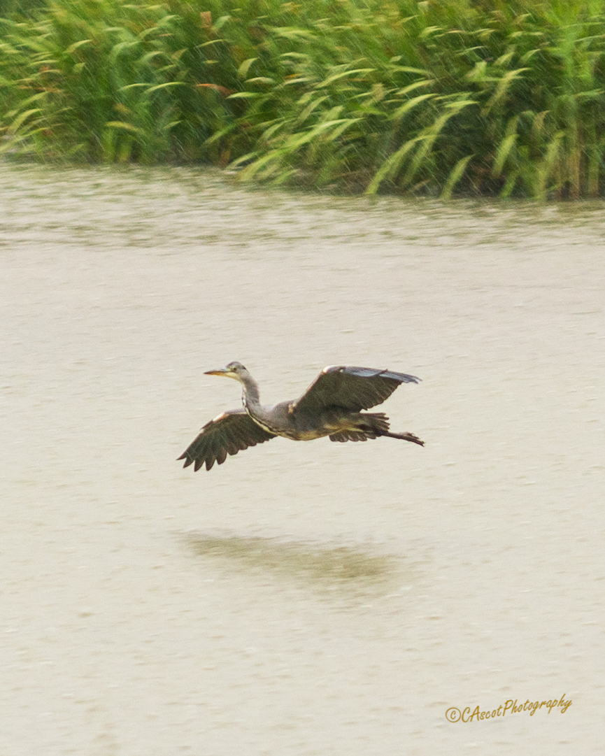 Heron coming into land during a thunderstorm.

#birdlife #heron #lake #fromthebirdhide #naturelover #berkshirephotography #dintonpastures #iamcascotphotography