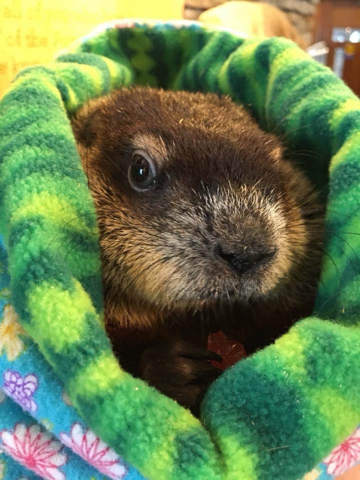 With great sadness we share the passing of Winnipeg Wyn, the woodchuck this past weekend.  The last few months, she has been fighting an infection under the care of a veterinarian.  Unfortunately, she took a turn for the worse and it was time to say goodbye.  We miss you. RIP