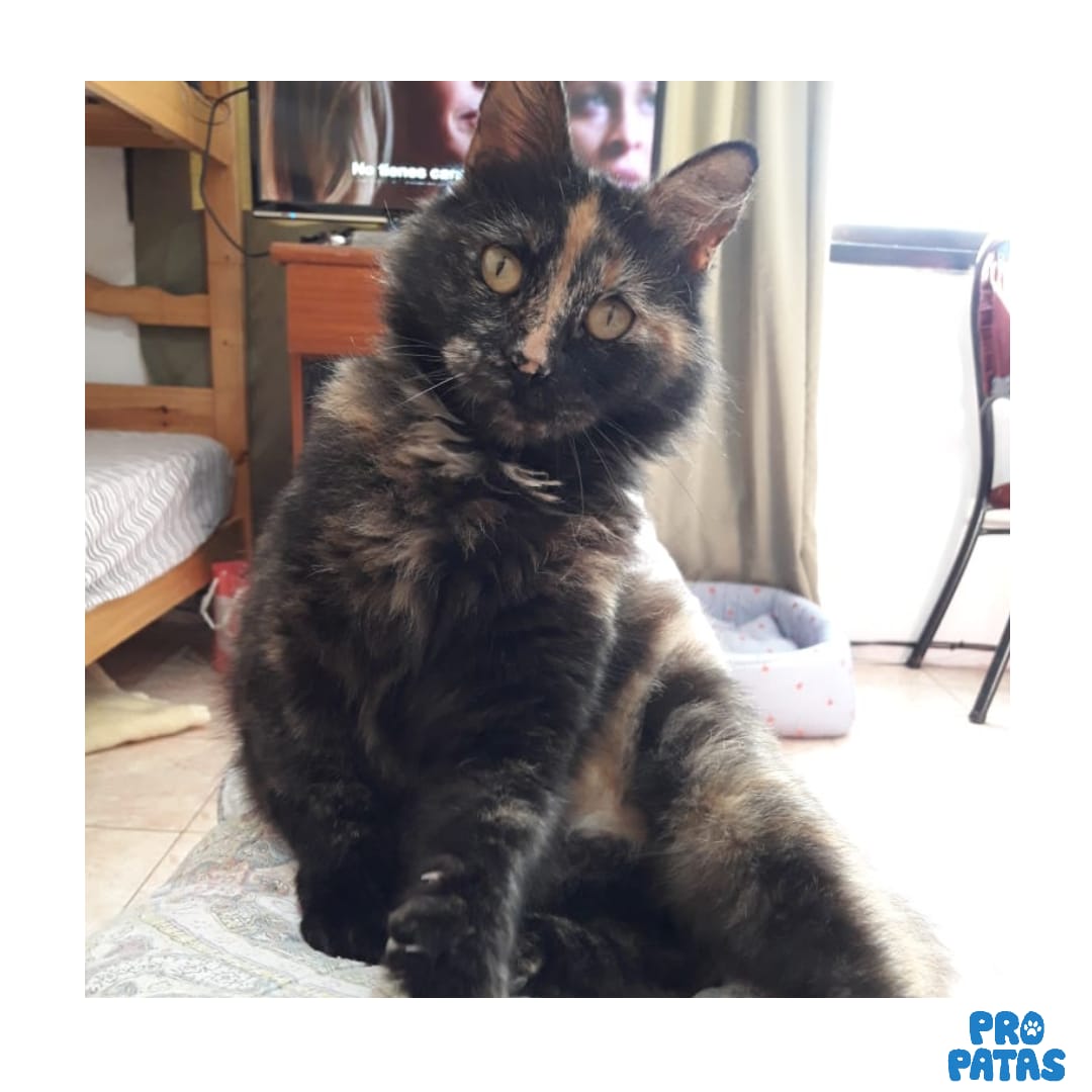 Nevada en ADOPCIÓN RESPONSABLE 😻
Esta gatuna besuquera de 2 añitos busca un hogar para olvidar su triste pasado y ser feliz por siempre. Si te interesa adoptar mandanos un mensaje privado!
⚠️Únicamente mayores de edad que vivan en Rosario, con seguridad en ventanas y balcones⚠️