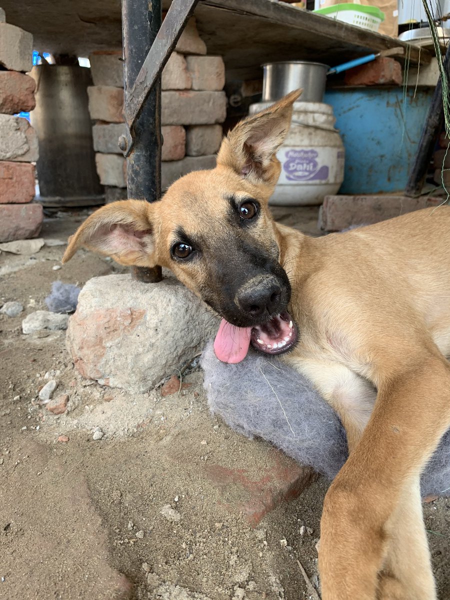Paws for a Cause: NCR Adoptions tweet media