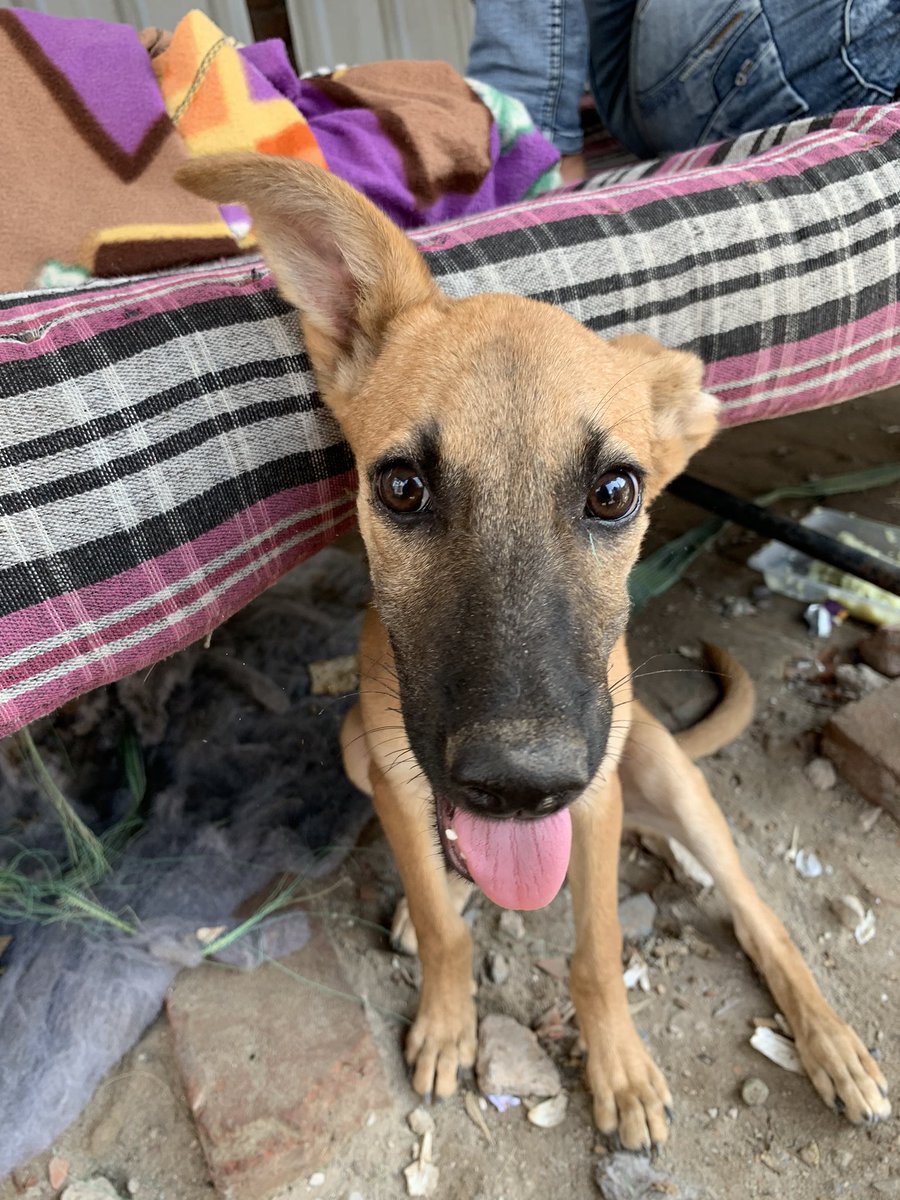 Paws for a Cause: NCR Adoptions tweet media