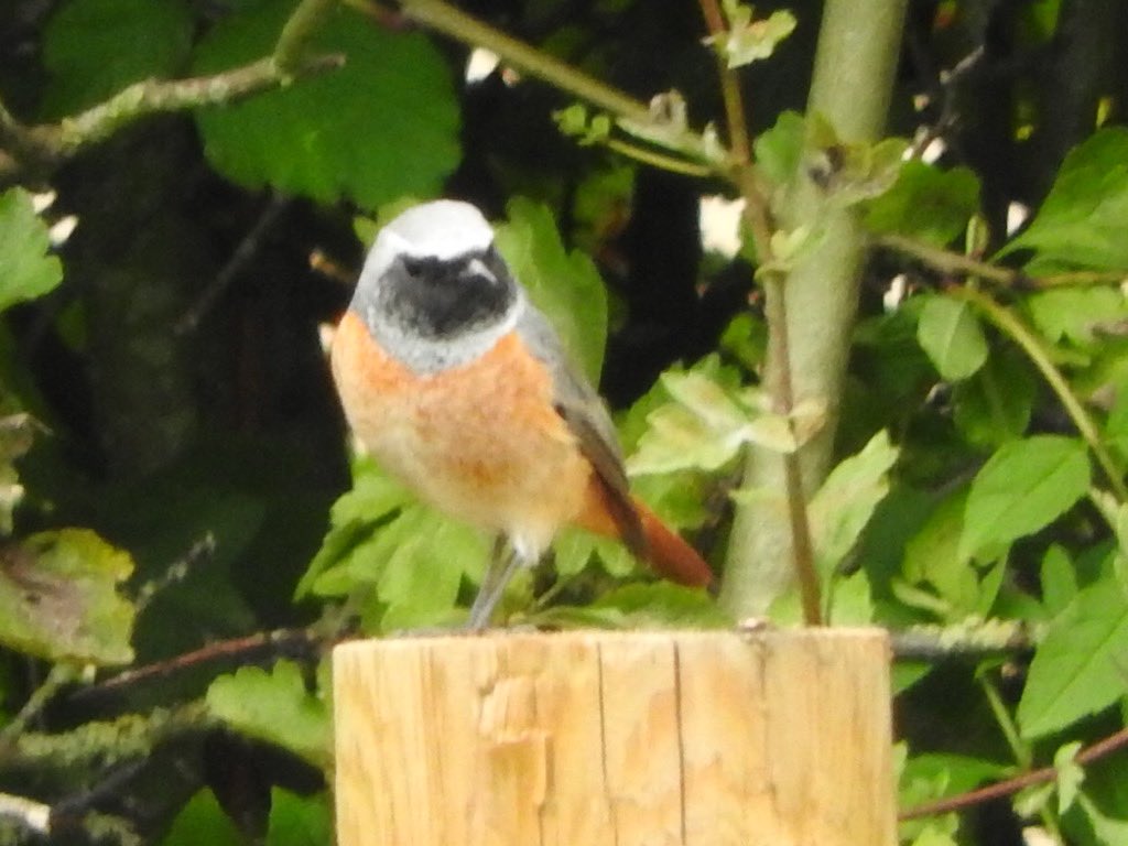 darth_feathers's tweet photo. A pair of male Redstarts locally this afternoon https://t.co/qCQLCs7kcm